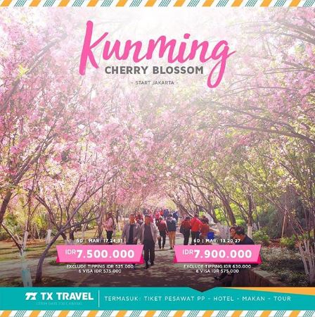  Promo 5/6 Days Kunming Cherry Blossom at TX Travel February 2019