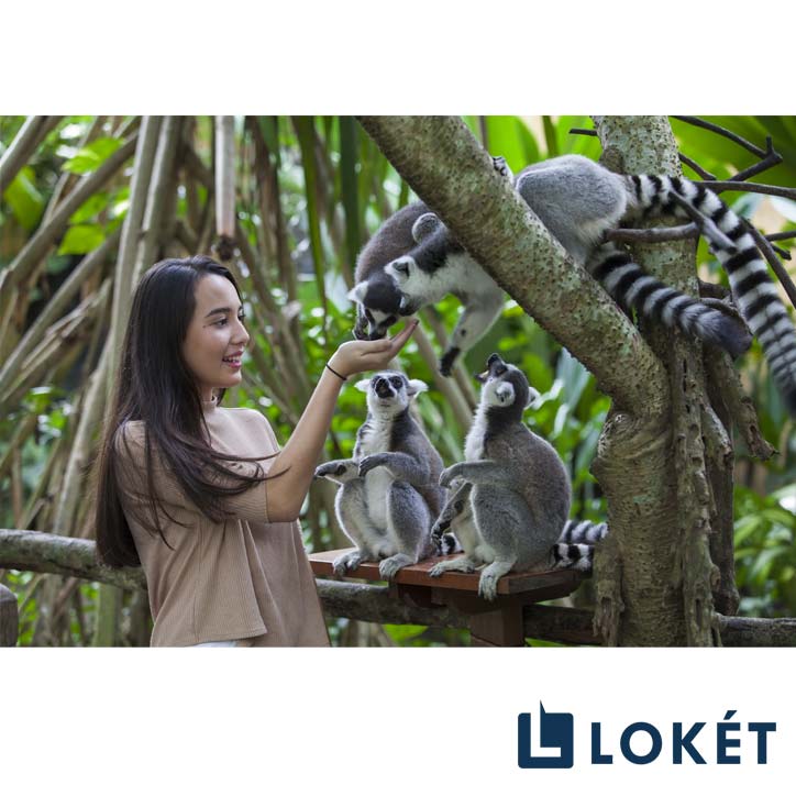  Bali Zoo Park - Domestic Tourist October 2019